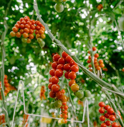 Rote und grüne Tomaten aus dem BIOhof Geinberg | © S'INNVIERTEL Tourismus / Wolfgang Grilz