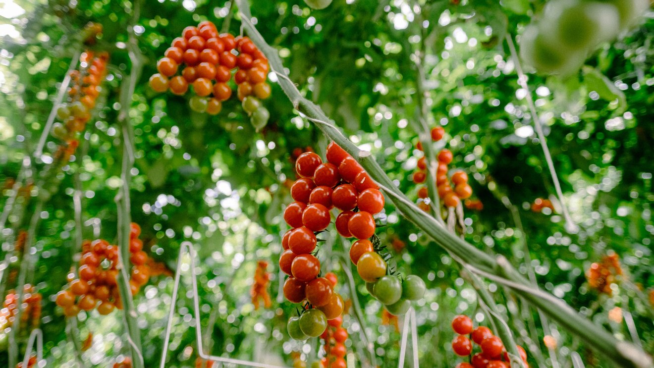 Rote und grüne Tomaten aus dem BIOhof Geinberg | © S'INNVIERTEL Tourismus / Wolfgang Grilz