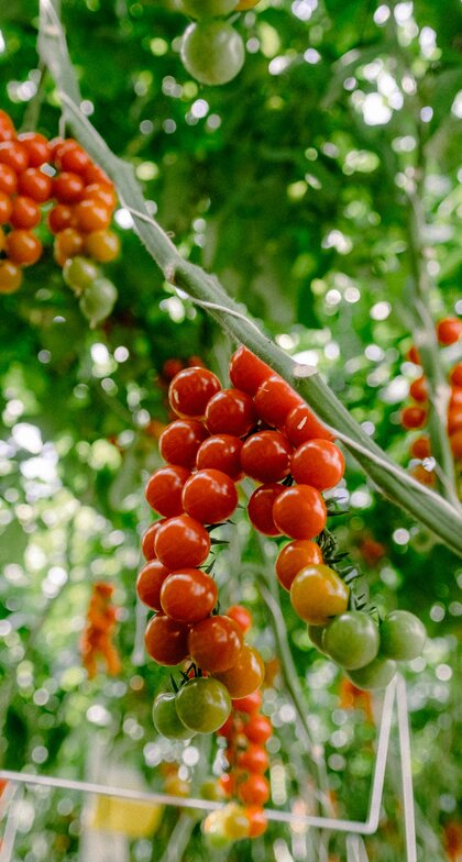 Rote und grüne Tomaten aus dem BIOhof Geinberg | © S'INNVIERTEL Tourismus / Wolfgang Grilz