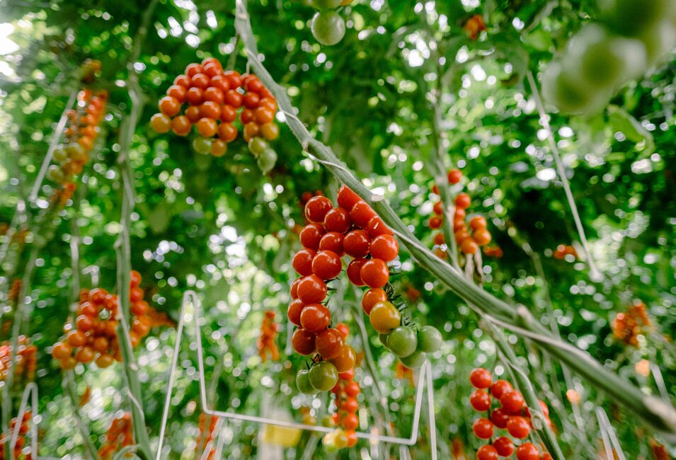 Rote und grüne Tomaten aus dem BIOhof Geinberg | © S'Innviertel Tourismus / Wolfgang Grilz