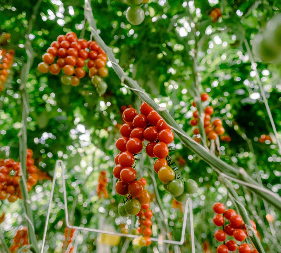 Rote und grüne Tomaten aus dem BIOhof Geinberg | © S'Innviertel Tourismus / Wolfgang Grilz