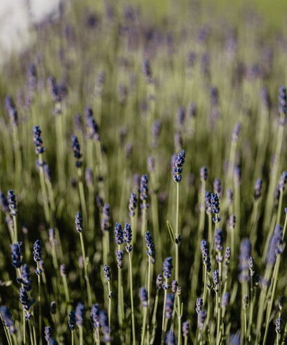 Blühender Lavendel im Relax! Garten des Spa Resort Geinberg | © Spa Resort Geinberg / Chris Perkles