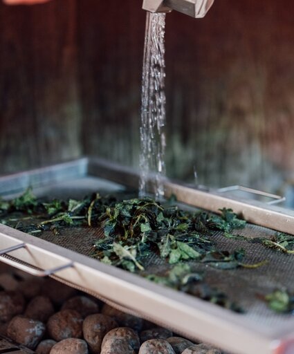 Frische, nasse Kräuterblätter werden auf einem Edelstahlsieb über heißen Saunasteinen mit Wasser beträufelt | © Spa Resort Geinberg / Chris Perkles