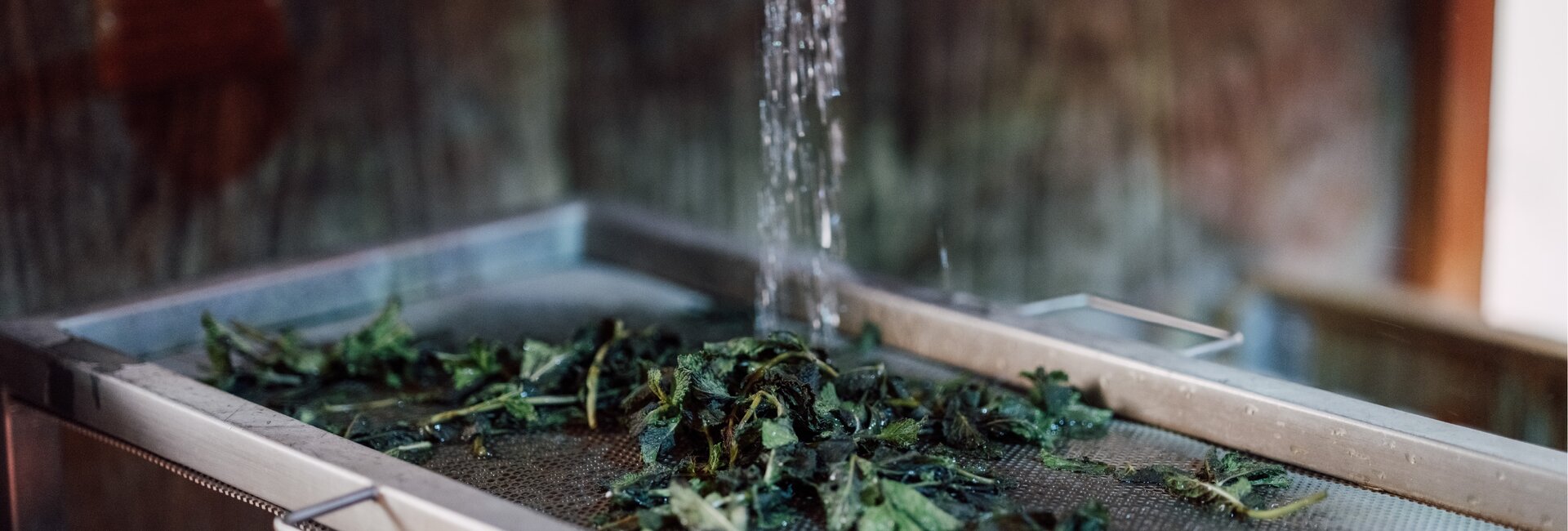 Frische, nasse Kräuterblätter werden auf einem Edelstahlsieb über heißen Saunasteinen mit Wasser beträufelt | © Spa Resort Geinberg / Chris Perkles