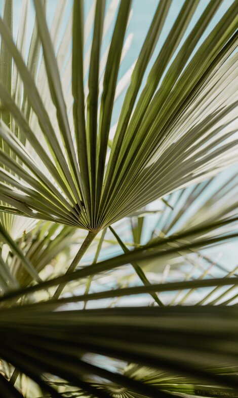 Palmenblätter in der Karibik-Lagune im Spa Resort Geinberg | © Spa Resort Geinberg / Chris Perkles