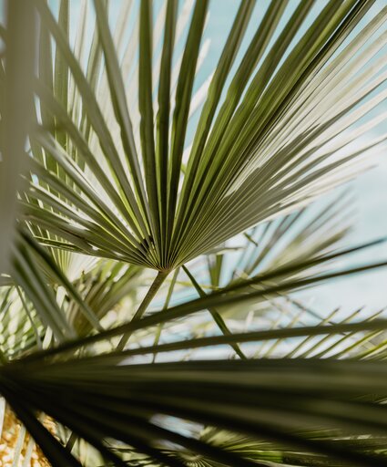 Palmenblätter in der Karibik-Lagune im Spa Resort Geinberg | © Spa Resort Geinberg / Chris Perkles