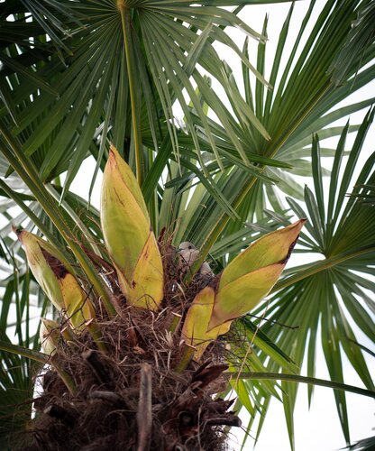 Taube in ihrem Nest auf einer Palme im Spa Resort Geinberg
